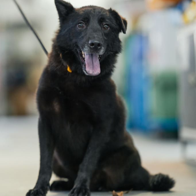 Photo of No. AAAHG1120103003, Adult · Male · Medium · Mixed breed