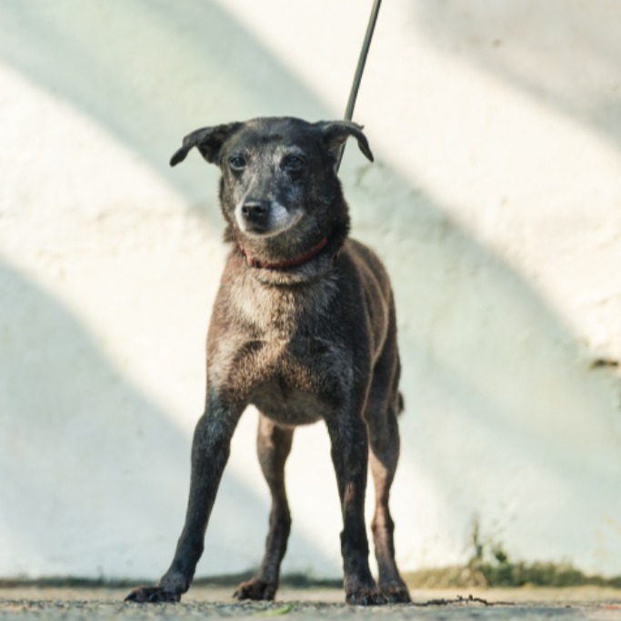 Photo of No. AAAHG1070330002, Adult · Female · Medium · Mixed breed