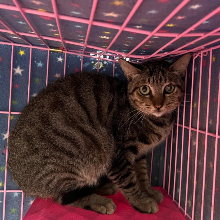 Tabby adult male mixed-breed cat, Medium, shelter no. …1603
