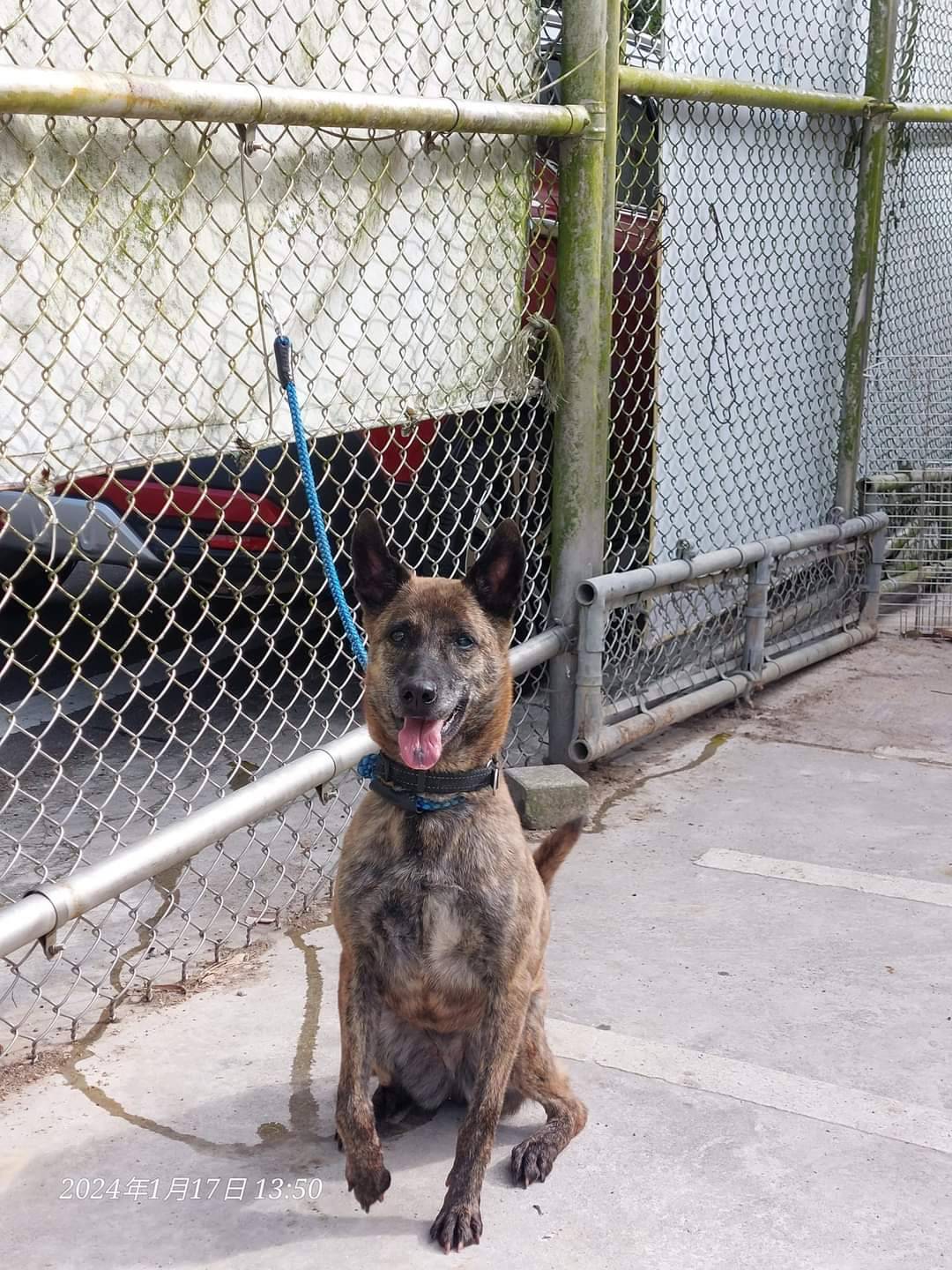 Tabby adult female mixed-breed dog, Medium, shelter no. …6002