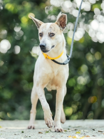 Photo of No. AAAHG1130628002, Adult · Male · Medium · Mixed breed
