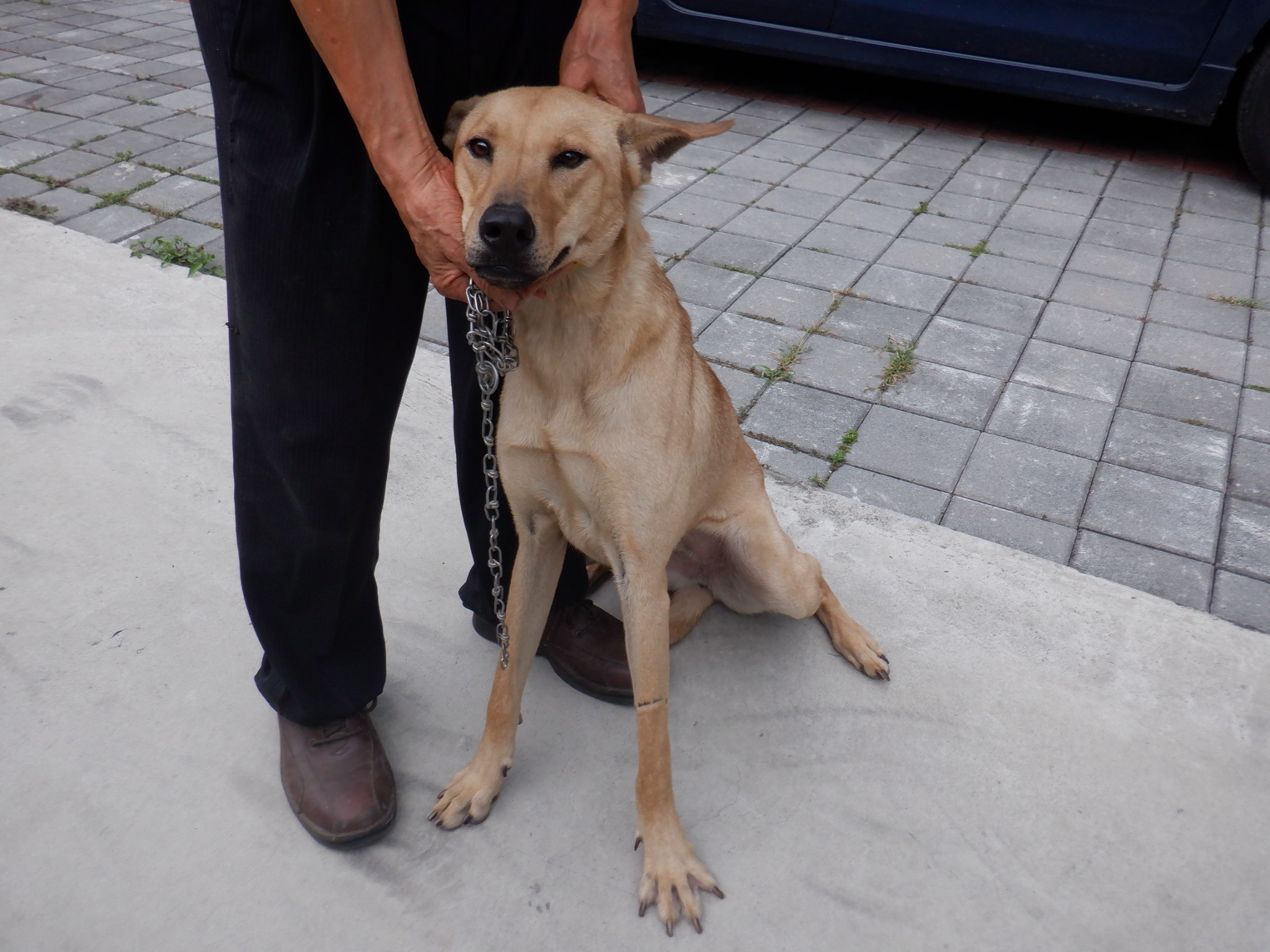Photo of No. HAAAG1130628850, Adult · Female · Large · Mixed breed