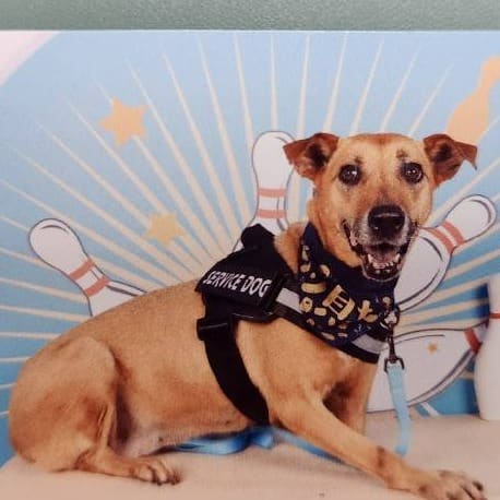Photo of No. DAAAG1090520001, Adult · Female · Medium · Mixed breed