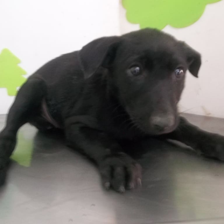 Black adult female mixed-breed dog, Large, shelter no. …2702