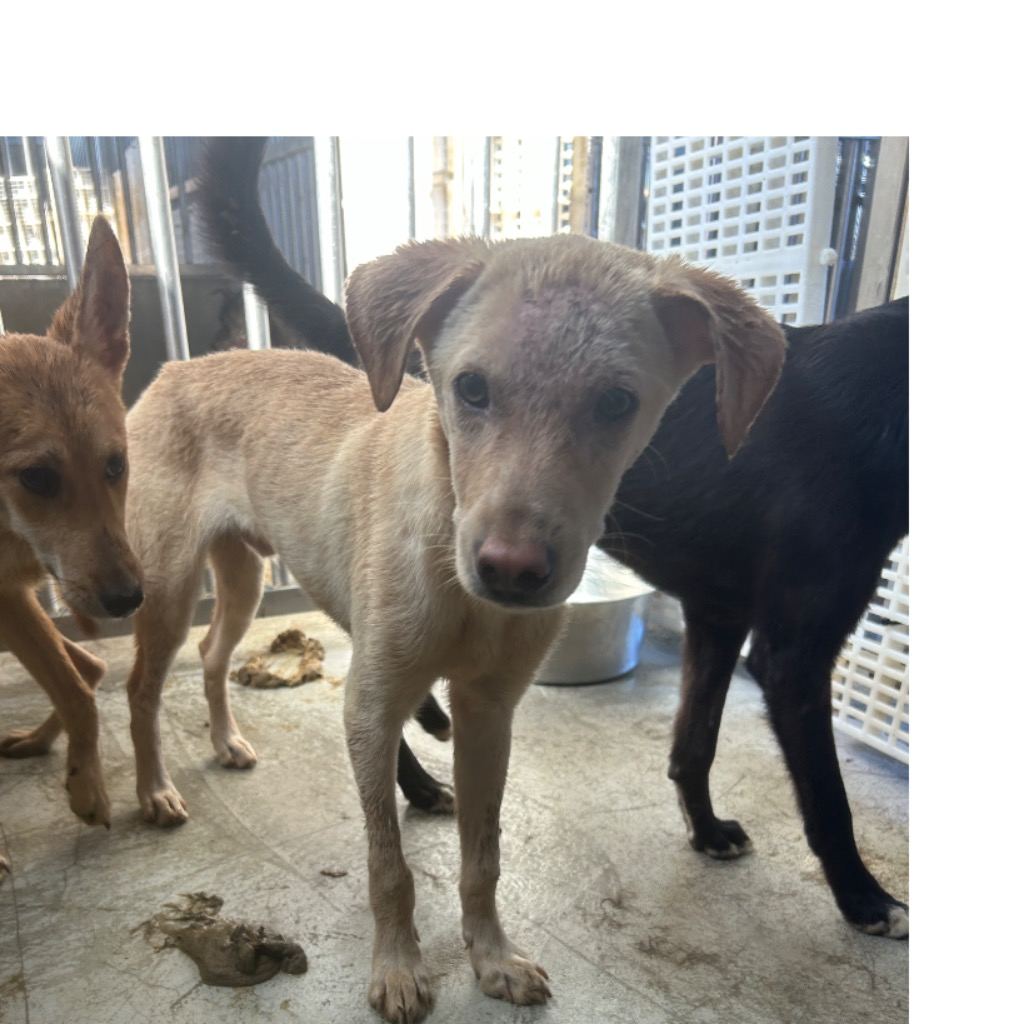Photo of No. PAAAG1130312015, Adult · Male · Medium · Mixed breed