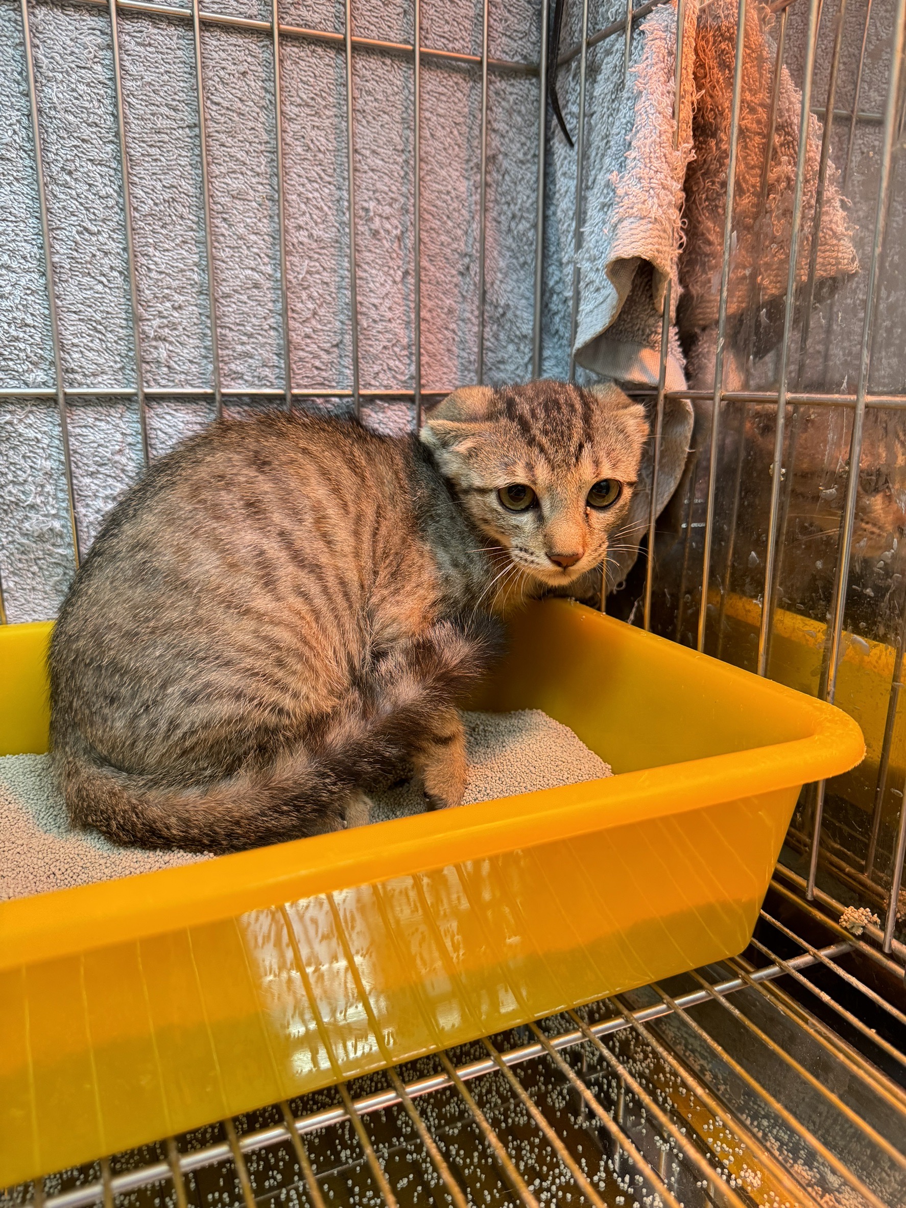 Photo of No. AAAIG1130703002, Young · Female · Small · Mixed breed