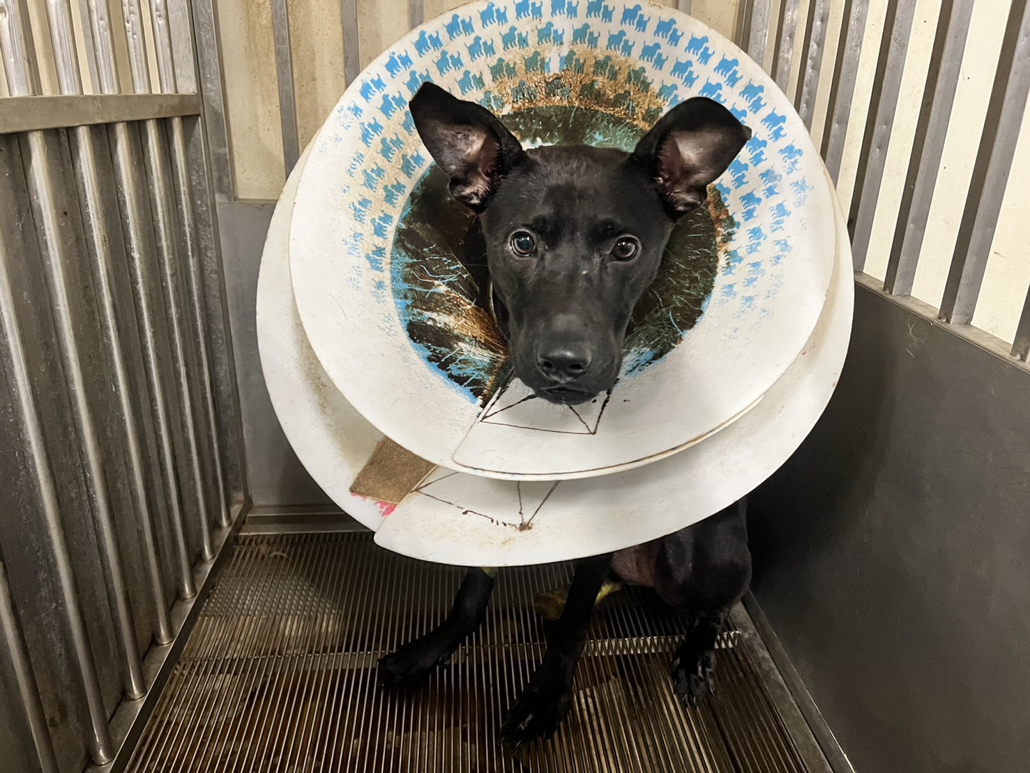 Photo of No. CAAAG1130704002, Adult · Female · Medium · Mixed breed
