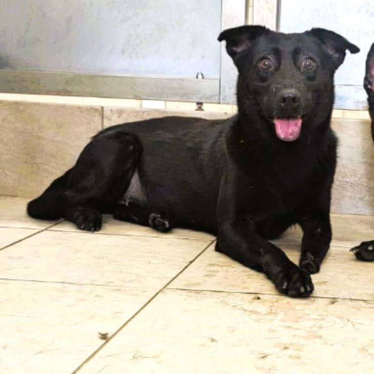 Black adult female mixed-breed dog, Medium, shelter no. …4006