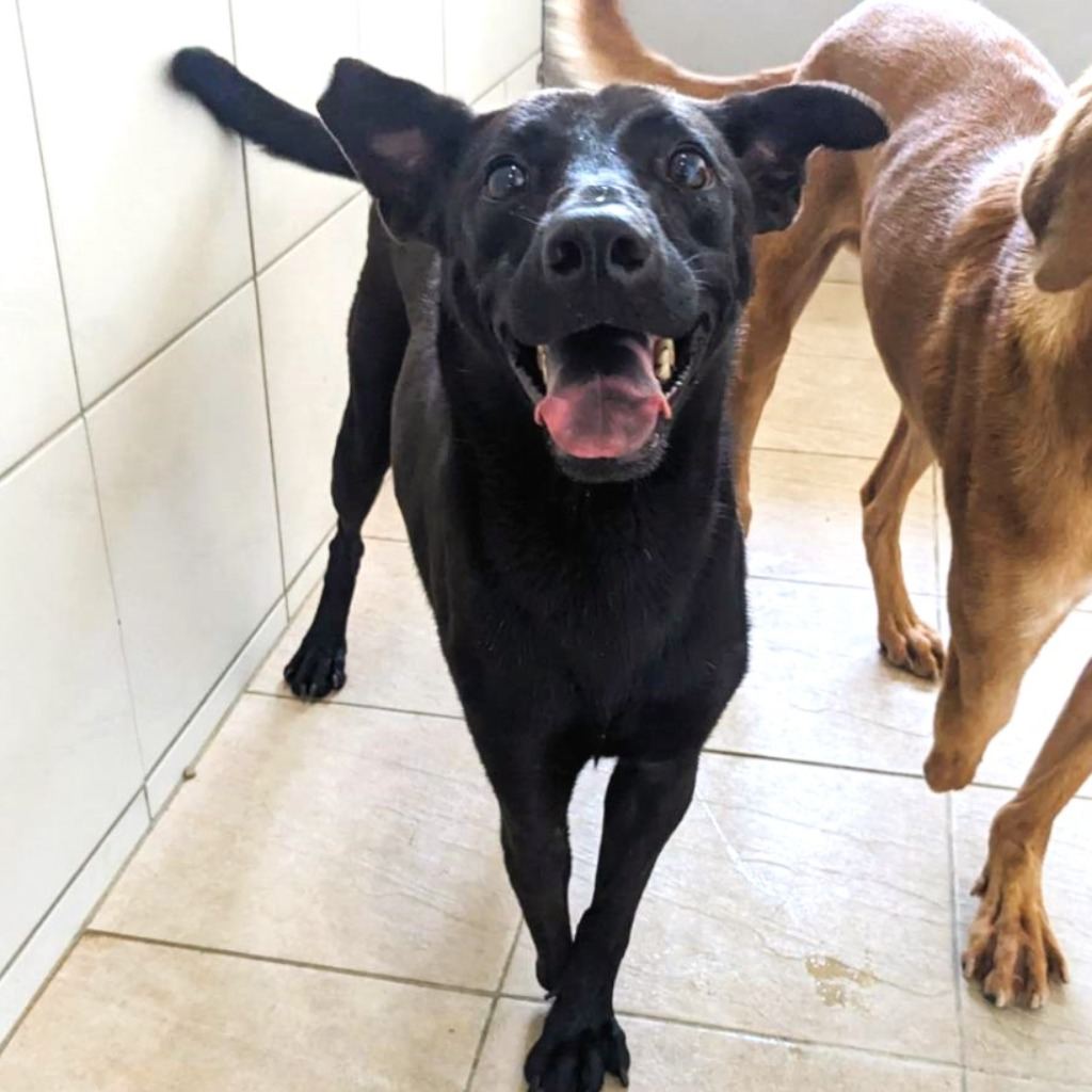 Photo of No. DAAAG1110105001, Young · Female · Small · Mixed breed