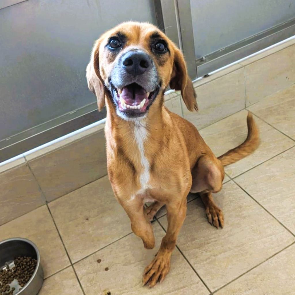 Tan adult male mixed-breed dog, Medium, shelter no. …4003