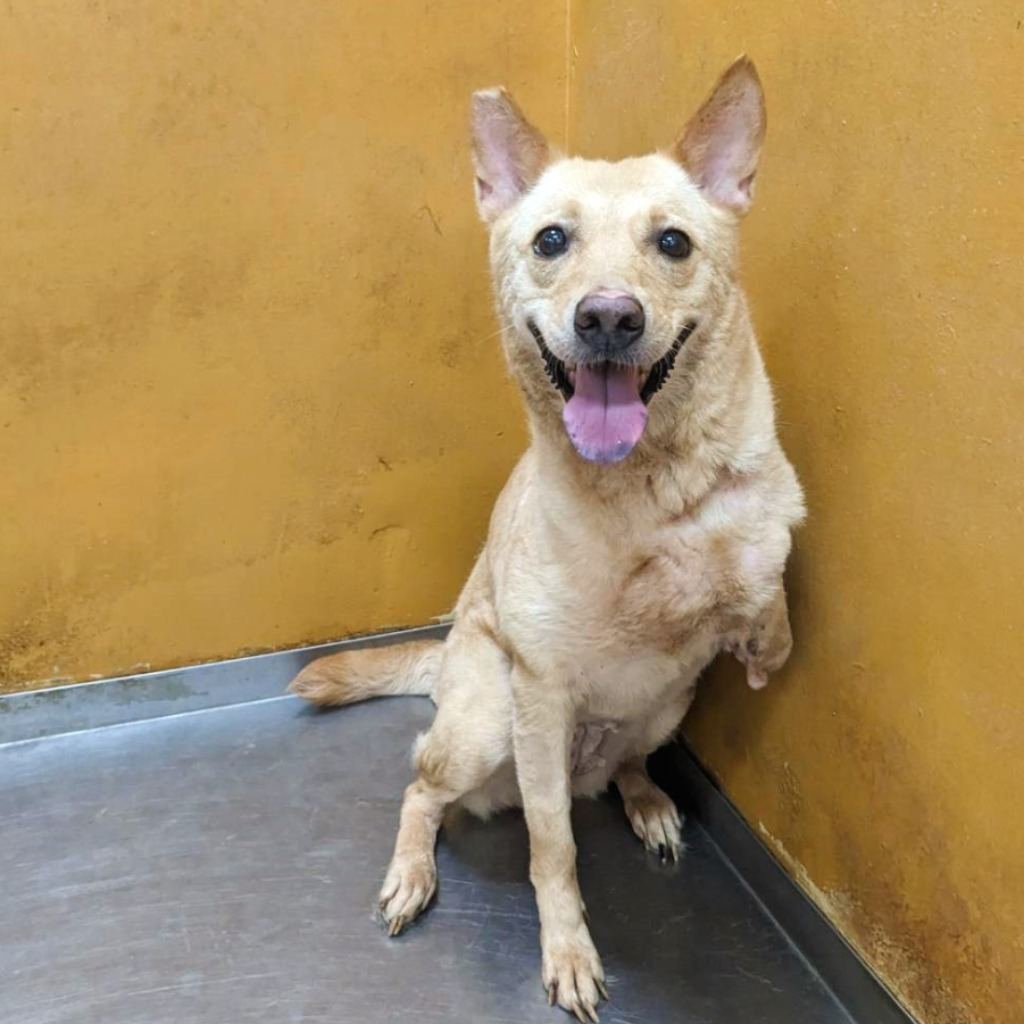 Tan adult female mixed-breed dog, Medium, shelter no. …4007