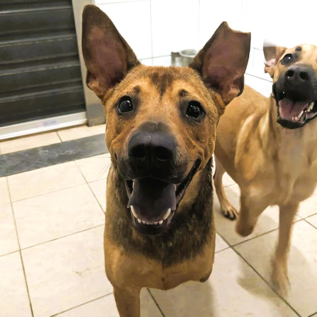 Photo of No. DAAAG1130109003, Adult · Male · Medium · Mixed breed