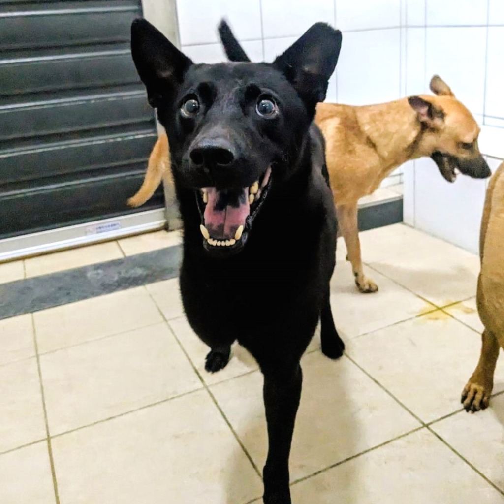 Photo of No. DAAAG1121002005, Adult · Male · Medium · Mixed breed