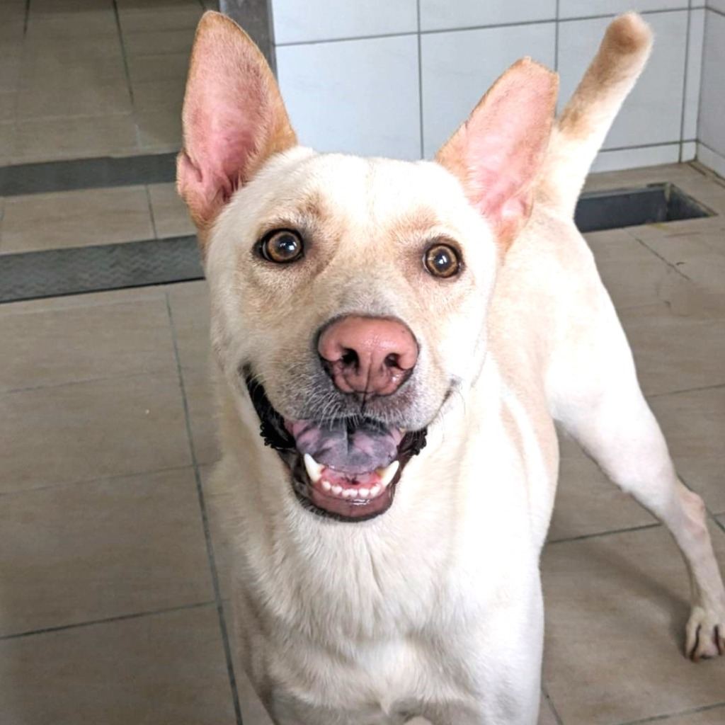 White adult male mixed-breed dog, Medium, shelter no. …4001