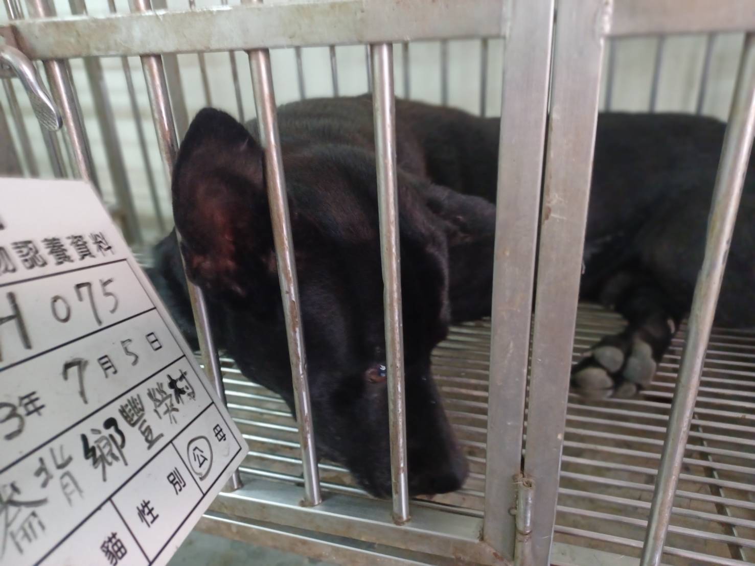Photo of No. 113-H075D, Adult · Male · Large · Mixed breed
