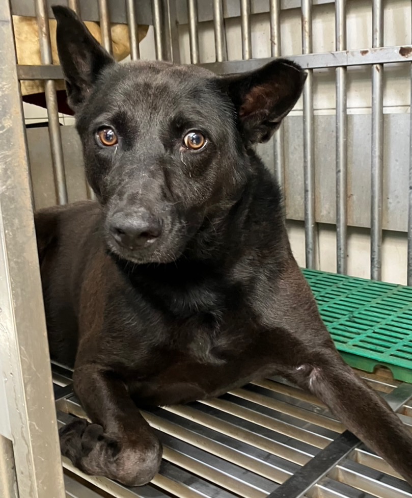 Photo of No. AAACG1130711010, Adult · Male · Large · Mixed breed