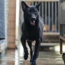 Black adult male mixed-breed dog, Medium, shelter no. …1004