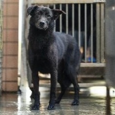 Photo of No. AAAFG1080311003, Adult · Male · Medium · Mixed breed