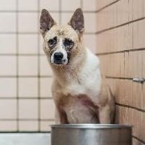 Tan-and-white adult male mixed-breed dog, Medium, shelter no. …0003