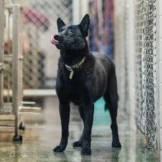 Black adult female mixed-breed dog, Medium, shelter no. …6002