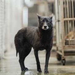Photo of No. AAAFG1090604002, Adult · Female · Medium · Mixed breed