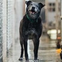 Photo of No. AAAFG1090824005, Adult · Male · Medium · Mixed breed