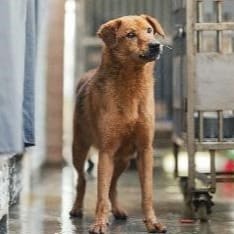 Photo of No. AAAFG1100107001, Adult · Male · Medium · Mixed breed