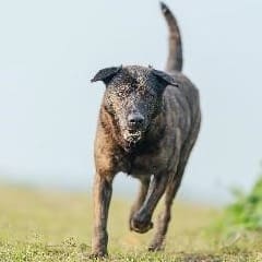 Photo of No. AAAFG1100329002, Adult · Male · Medium · Mixed breed