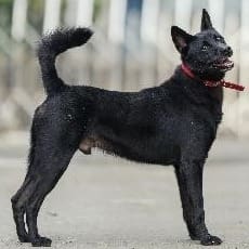 Photo of No. AAAFG1100712001, Adult · Male · Medium · Mixed breed