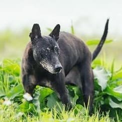 Photo of No. AAAFG1111006002, Adult · Male · Medium · Mixed breed
