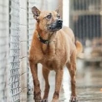 Photo of No. AAAFG1111020001, Adult · Female · Medium · Mixed breed