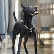 Photo of No. AAAFG1121117001, Adult · Male · Medium · Mixed breed