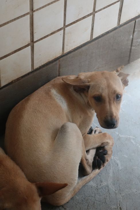 Tan adult female mixed-breed dog, Medium, shelter no. …1368