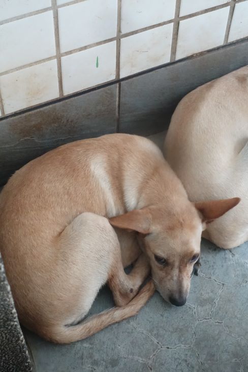 Photo of No. 1131369, Adult · Female · Medium · Mixed breed