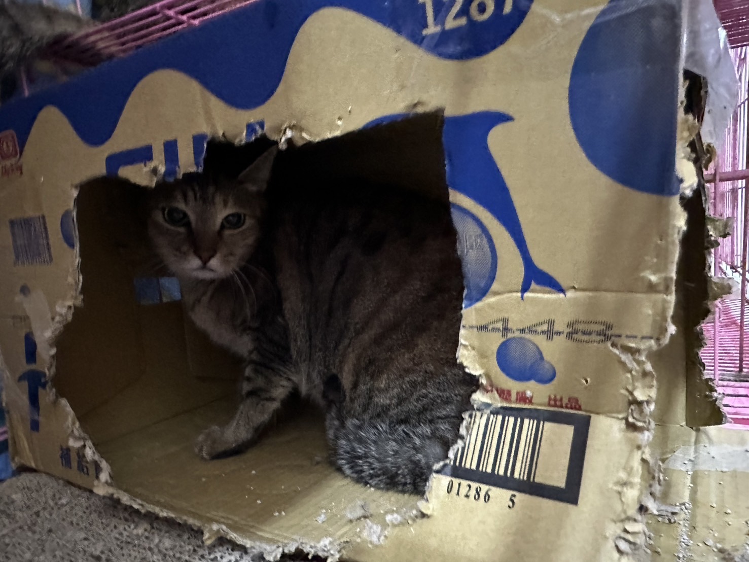 Photo of No. VAAAG113071405, Adult · Female · Medium · Mixed breed