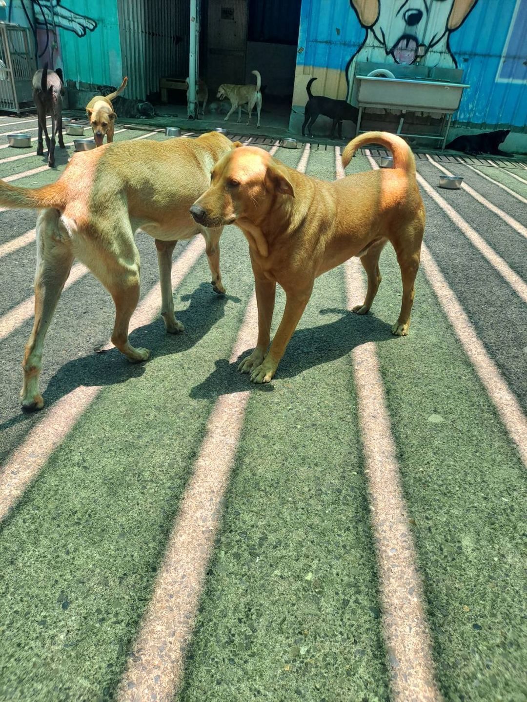 Photo of No. MAAAG1130716001, Adult · Male · Medium · Mixed breed