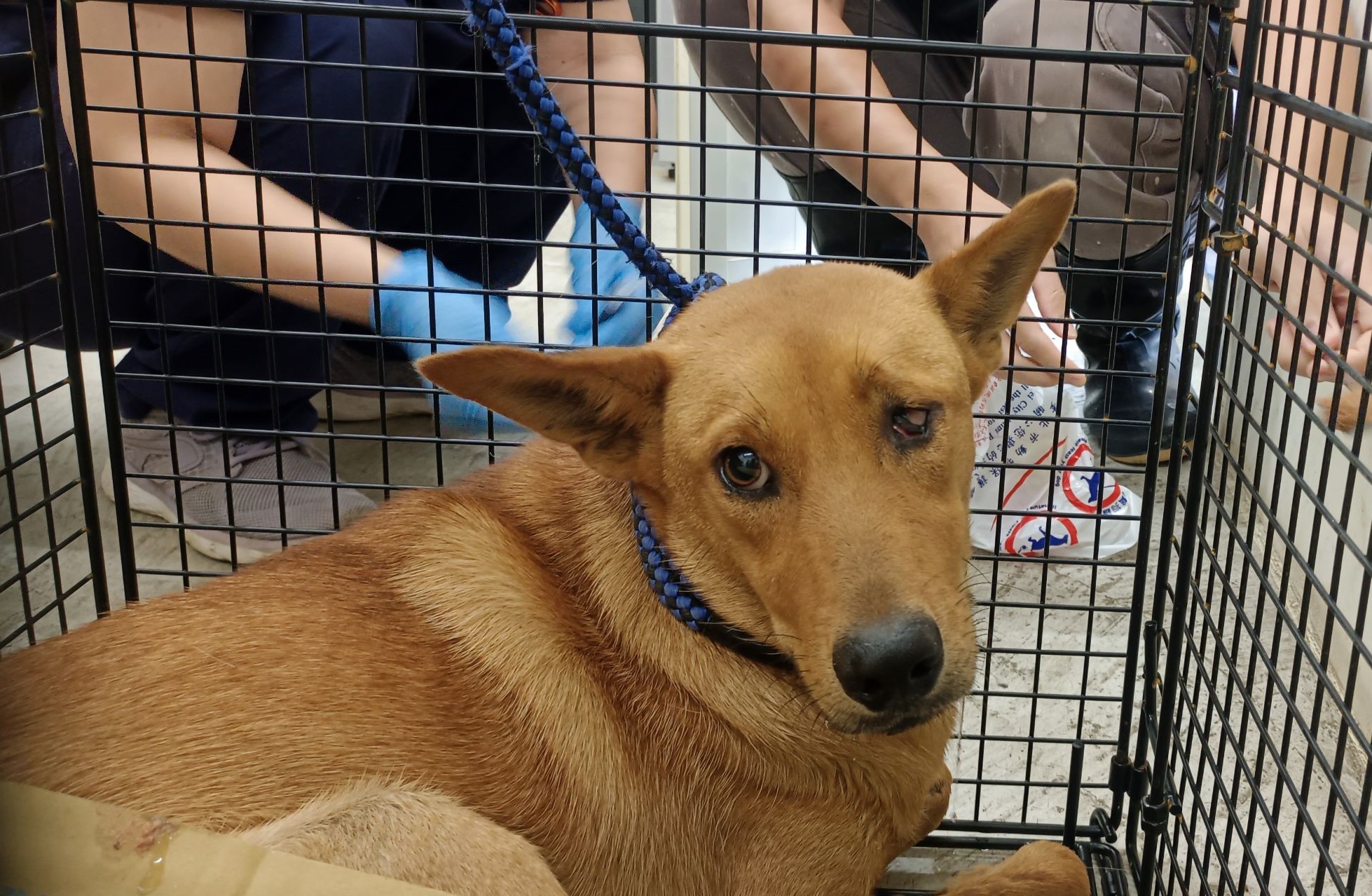 Photo of No. VAAAG113071705, Adult · Male · Medium · Mixed breed