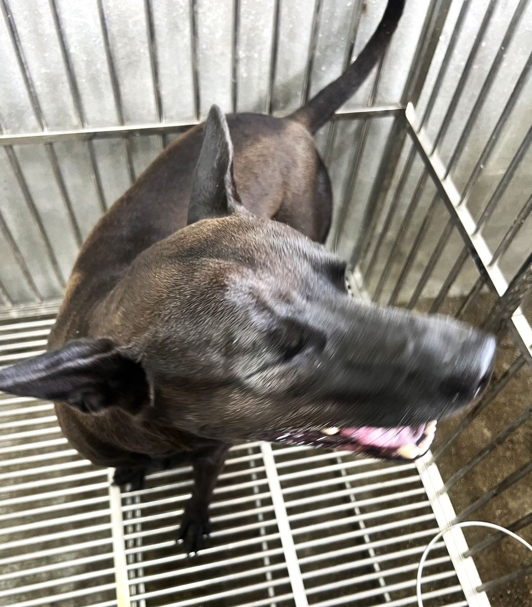 Photo of No. QAAAG1130718001, Adult · Male · Large · Mixed breed
