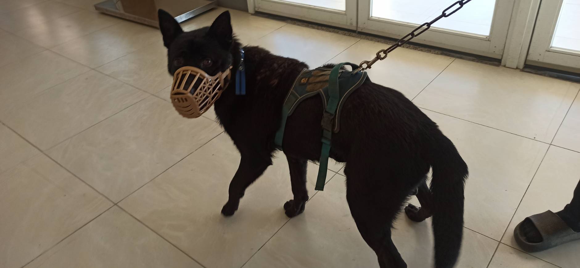 Photo of No. 1130717D01, Adult · Male · Large · Mixed breed