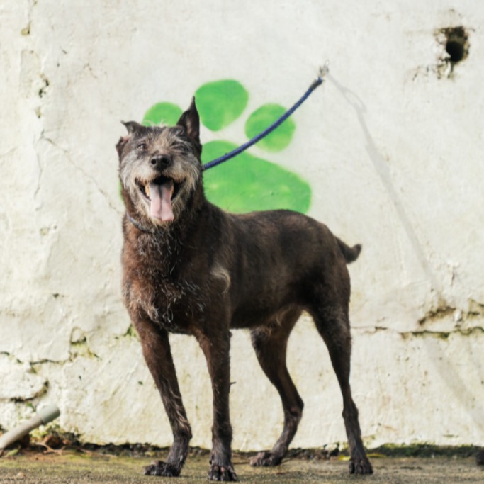Photo of No. AAAHG106041708, Adult · Male · Medium · Mixed breed