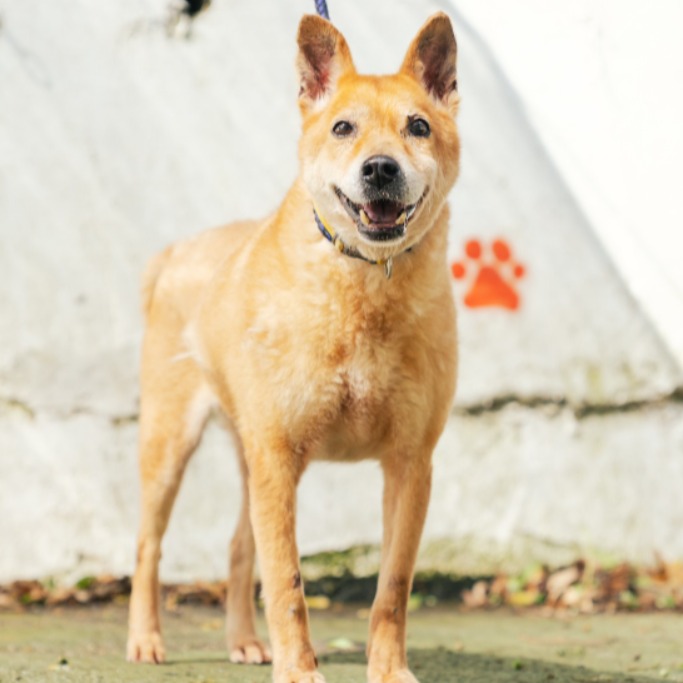 Tan adult male mixed-breed dog, Medium, shelter no. …2907