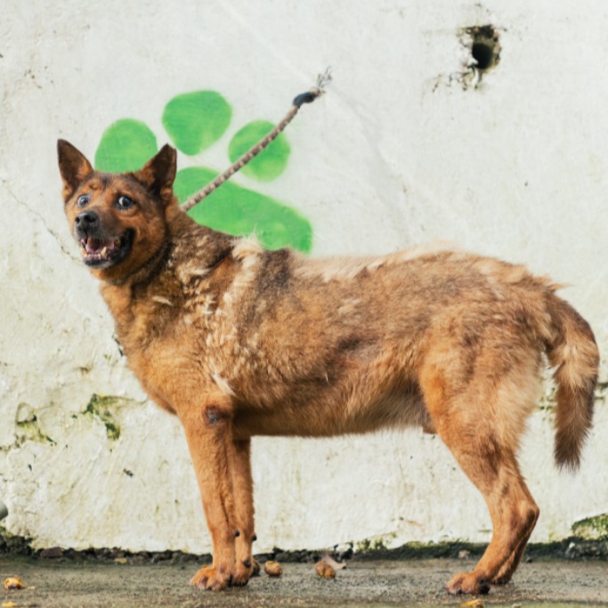 Photo of No. AAAHG1080318002, Adult · Male · Medium · Mixed breed