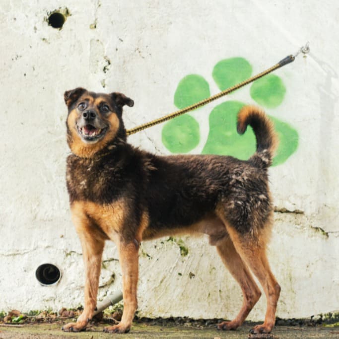 Photo of No. AAAHG1081203001, Adult · Male · Medium · Mixed breed