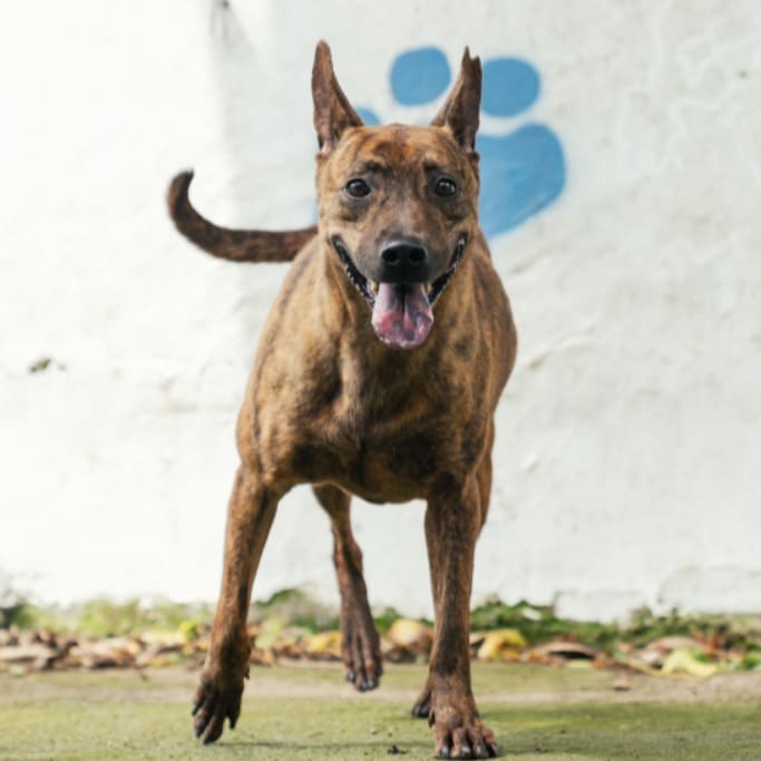 Photo of No. AAAHG1081203004, Adult · Male · Medium · Mixed breed