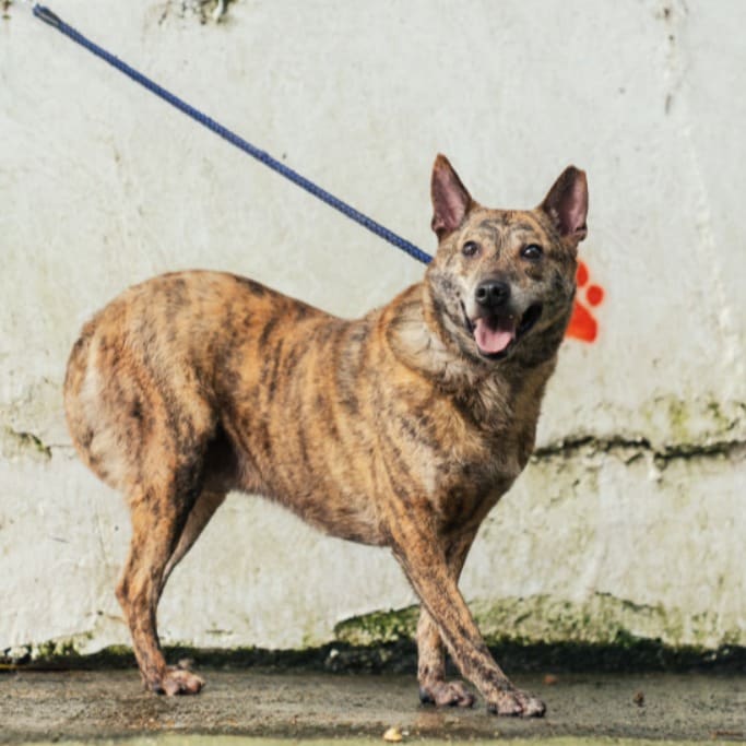 Photo of No. AAAHG1090714001, Adult · Male · Medium · Mixed breed
