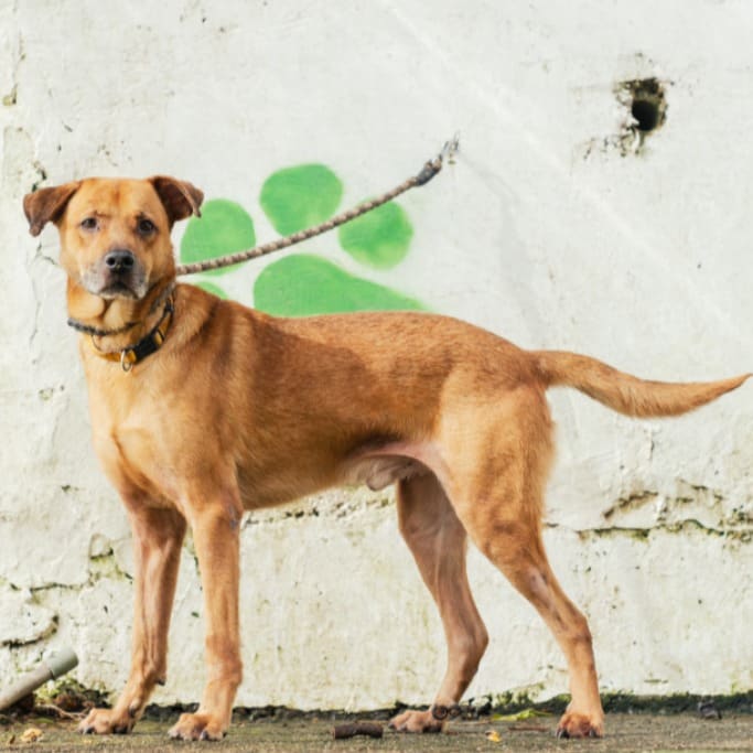 Photo of No. AAAHG1090907001, Adult · Male · Medium · Mixed breed