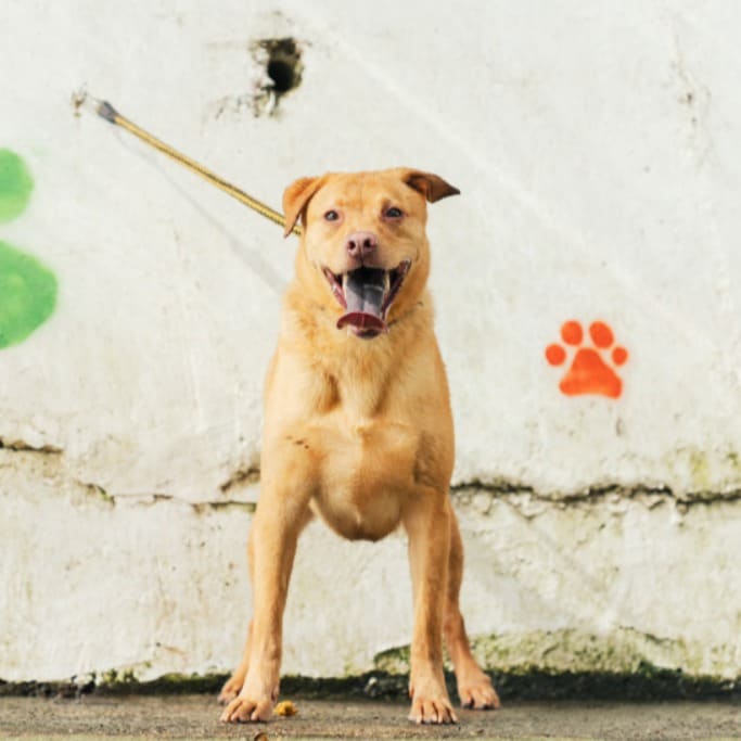 Photo of No. AAAHG1100610002, Adult · Male · Medium · Mixed breed
