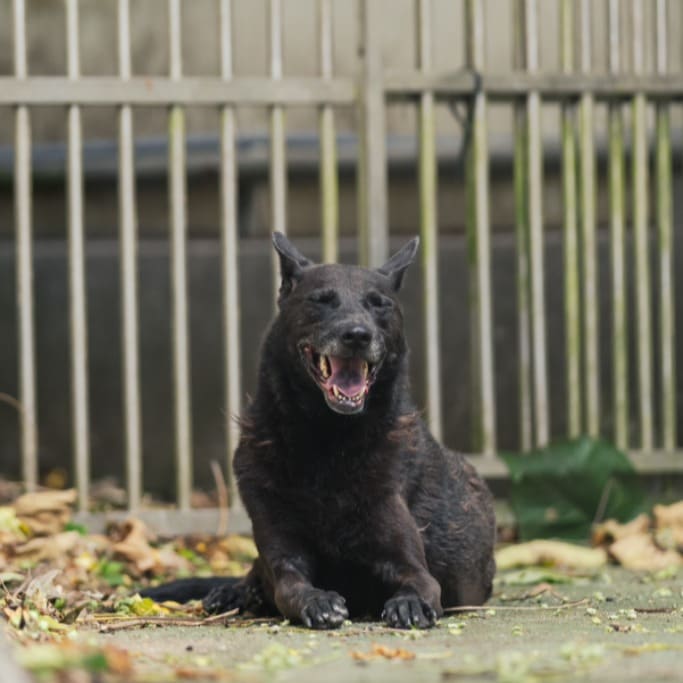 Black adult female mixed-breed dog, Medium, shelter no. …1002
