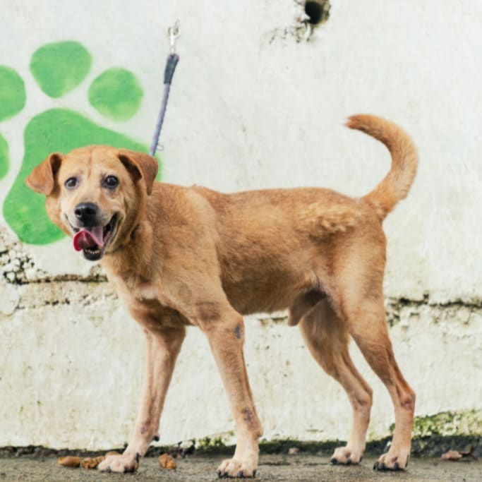 Photo of No. AAAHG1110324001, Adult · Male · Medium · Mixed breed