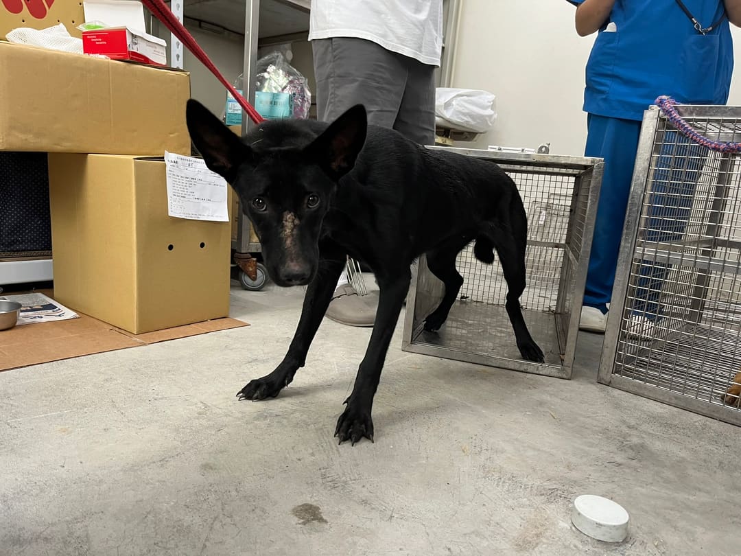 Photo of No. VAAAG113071802, Adult · Female · Medium · Mixed breed